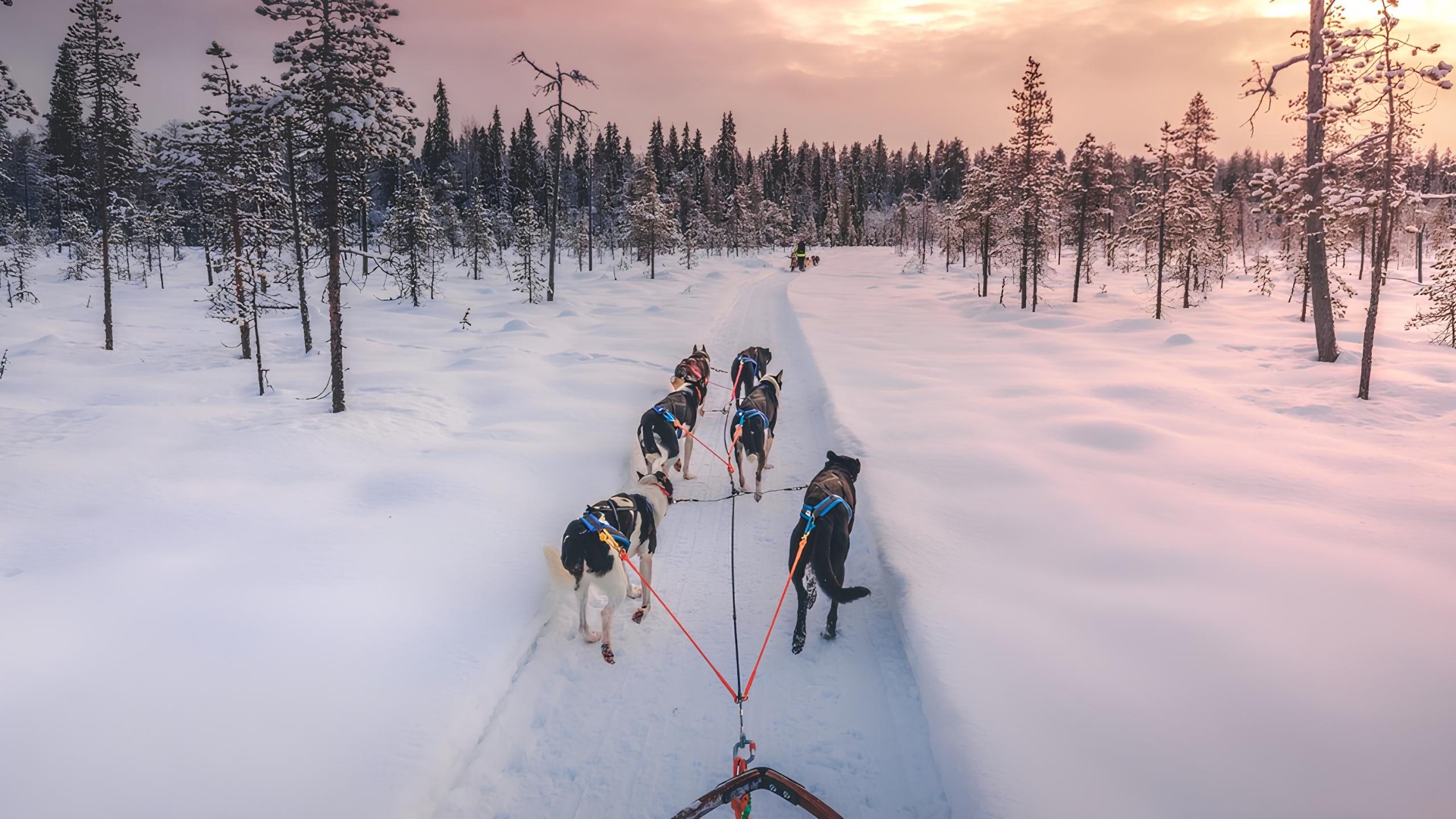 Safáris de huskies