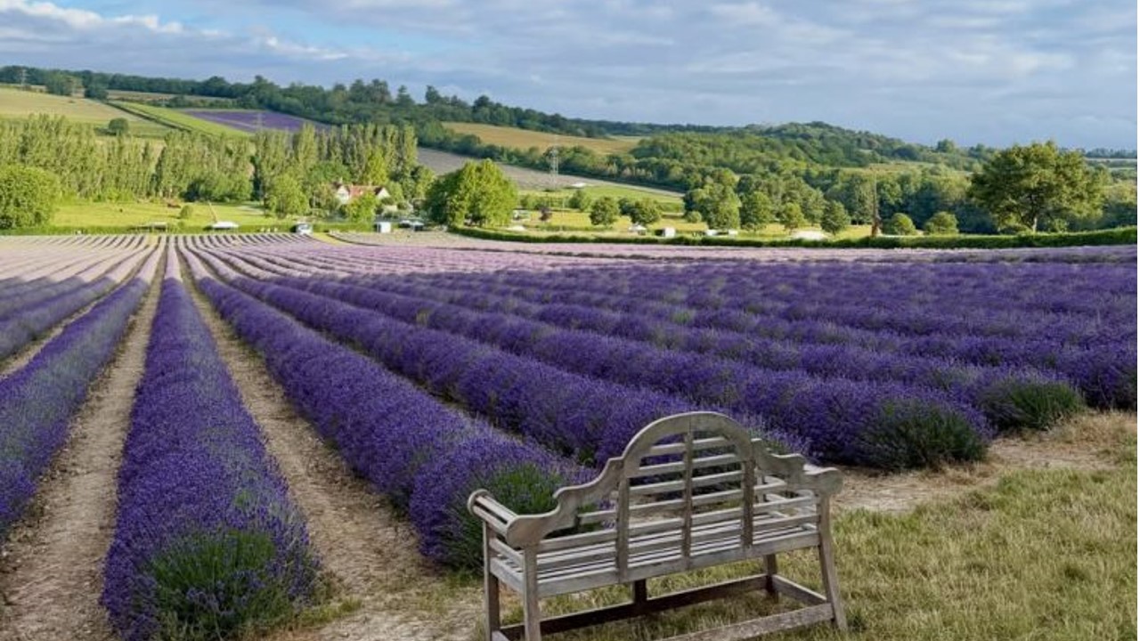 Há 50 hectares de lavanda para descobrir neste cenário de sonho em Inglaterra