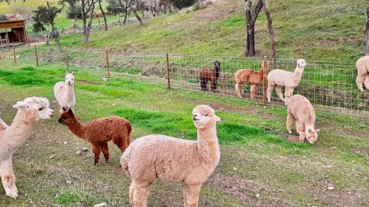 Mama Adama — Alpaca Farm and B&B | Quinta de alpacas
