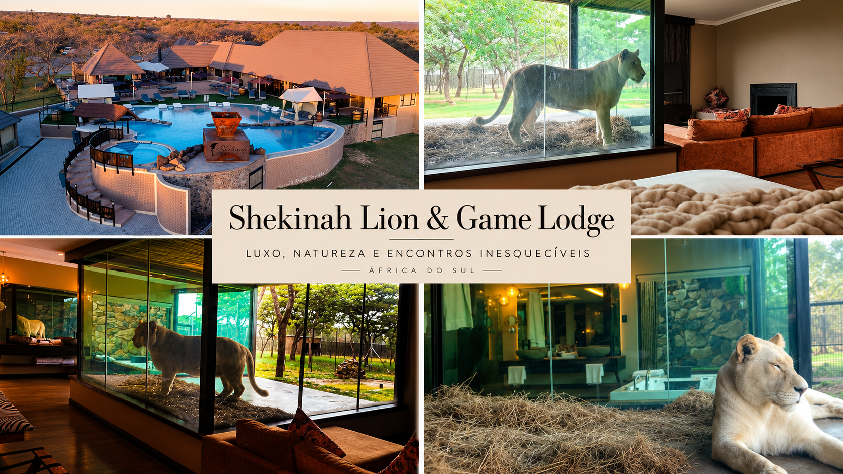 Para muitos viajantes, uma escapadinha de luxo significa desfrutar de um spa, de uma piscina infinita ou de uma vista deslumbrante sobre a natureza. No entanto, existe um local na África do Sul que leva o conceito de experiência exclusiva a um nível completamente diferente: o Shekinah Lion & Game Lodge, um alojamento onde os hóspedes podem relaxar num jacuzzi enquanto observam tigres e leões a poucos metros de distância.
Situado numa propriedade privada rodeada pela natureza africana, este lodge tornou-se conhecido pelas suas experiências únicas de proximidade com alguns dos predadores mais impressionantes do planeta. Através de áreas cuidadosamente projetadas e protegidas, os visitantes têm a oportunidade de observar os animais em segurança, mas com uma sensação de proximidade difícil de encontrar noutros destinos.