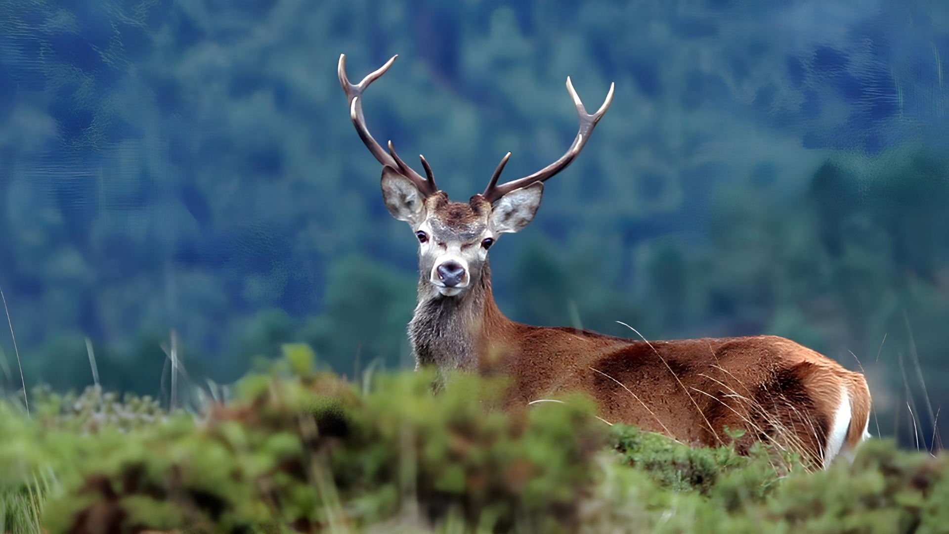 Um dos espetáculos mais fascinantes da natureza está de regresso à Serra da Lousã.
Entre setembro e novembro, os vales e montanhas das Aldeias do Xisto enchem-se dos impressionantes bramidos dos veados-machos durante a época de acasalamento. Este fenómeno natural único, conhecido como Brama dos Veados, proporciona momentos inesquecíveis de contacto com a vida selvagem e convida a descobrir a serra de uma forma diferente.