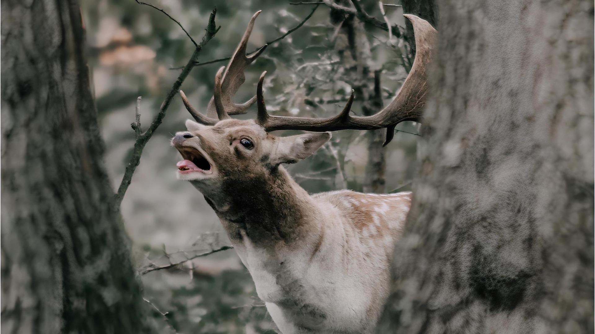 Olhar a Brama dos Veados
19 e 20 de setembro
Castanheira de Pera
Mais do que uma caminhada, esta é uma experiência de imersão na natureza. Ao longo do percurso, o ritmo abranda, os sentidos despertam e o silêncio da serra ganha uma nova dimensão. Os bramidos dos veados ecoam pela paisagem, revelando toda a força e imponência destes animais num dos momentos mais marcantes do seu ciclo de vida.