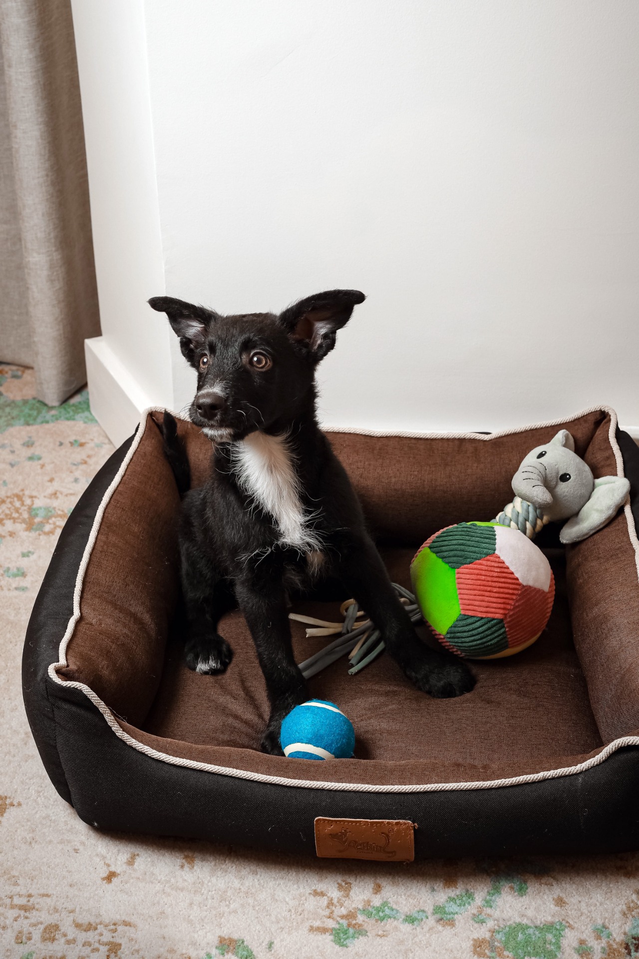 Um novo kit e uma experiência preparada especialmente pelo hotel para que os hóspedes de quatro patas desfrutem de uma estadia cinco estrelas.
A pensar no bem-estar de toda a família, o Crowne Plaza Porto reforça a sua oferta pet friendly, assegurando que os companheiros de quatro patas também se sentem em casa durante a estadia na cidade Invicta.
Assim que chegam ao hotel, os animais são recebidos como verdadeiros hóspedes, com uma saudação especial que assinala o início da sua estadia.