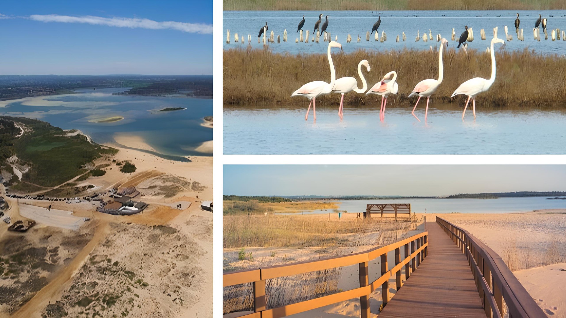 Situada entre os concelhos de Santiago do Cacém e Sines, no litoral alentejano, a Reserva Natural das Lagoas de Santo André e da Sancha é uma das mais importantes áreas protegidas de Portugal. Com mais de 5.200 hectares, integra a Lagoa de Santo André, a maior lagoa costeira do Alentejo, a Lagoa da Sancha e uma extensa faixa dunar e marítima de elevado valor ecológico.
Criada para proteger um dos mais relevantes sistemas lagunares costeiros do País, a reserva alberga uma grande diversidade de habitats, incluindo sapais, caniçais, juncais, salgueirais, zonas húmidas e dunas costeiras. A mistura de águas doces e salobras cria condições únicas para o desenvolvimento de uma rica biodiversidade.