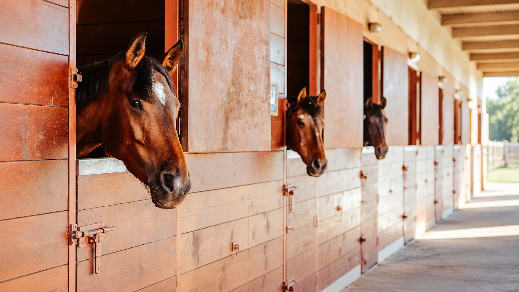 Descubra o universo dos cavalos e póneis no Pony Club do Porto, um espaço onde a paixão pelos animais se alia à aprendizagem, à diversão e à inclusão. Situado na cidade do Porto, este projeto de cariz solidário proporciona experiências enriquecedoras para crianças, jovens e adultos, promovendo o contacto com os animais através de atividades equestres, desportivas e terapêuticas.