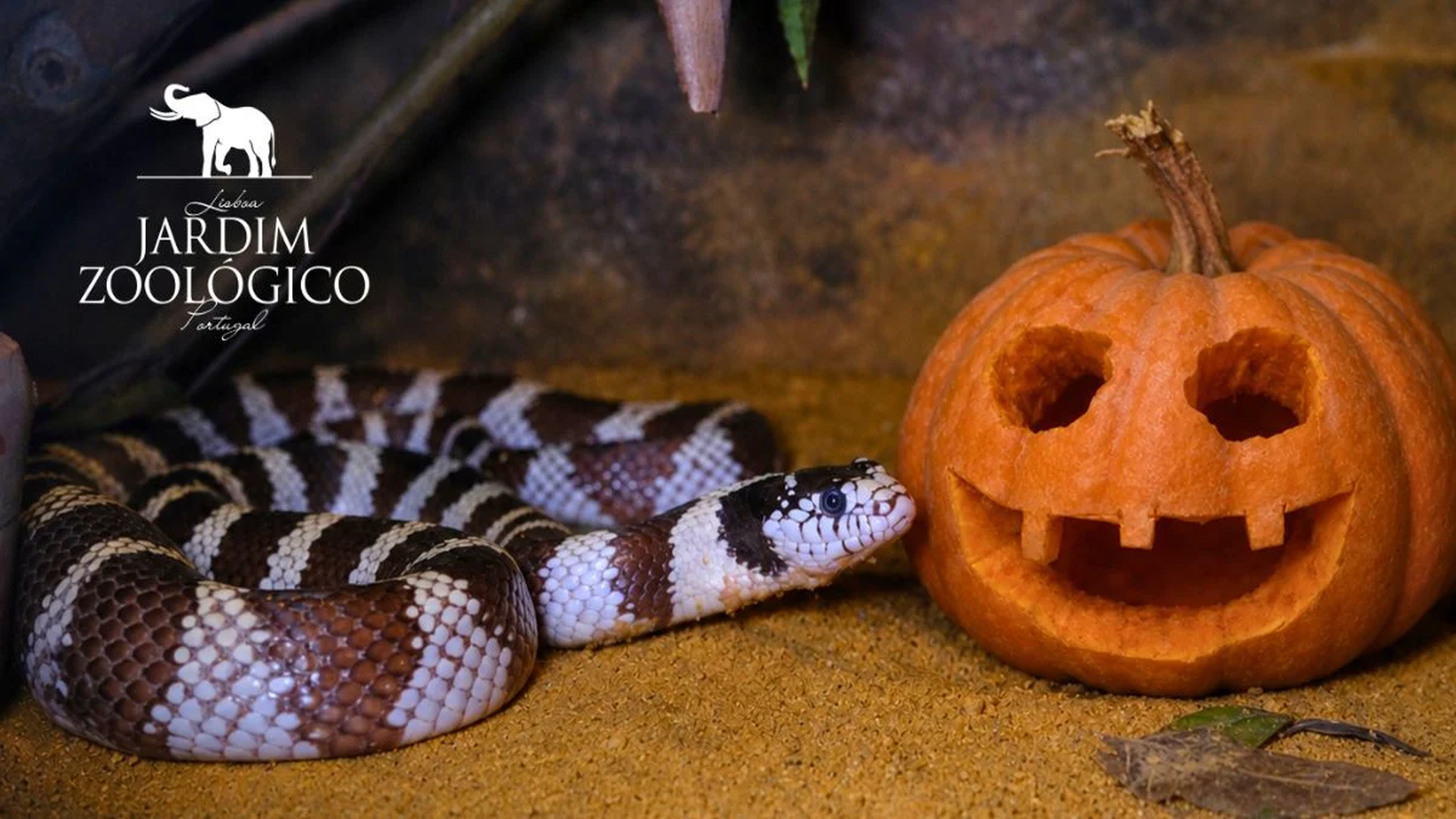 O Halloween está a chegar ao Jardim Zoológico e promete uma aventura diferente para toda a família. Durante dois dias, o Reptilário transforma-se num habitat assombrado, com teias gigantes, decoração temática e várias atividades que desafiam os visitantes a trocar o medo pela curiosidade.